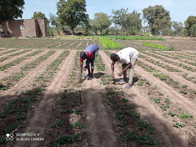 Entrepreneuriat agricole au Burkina Faso : La fraise, futur pôle de croissance économique 