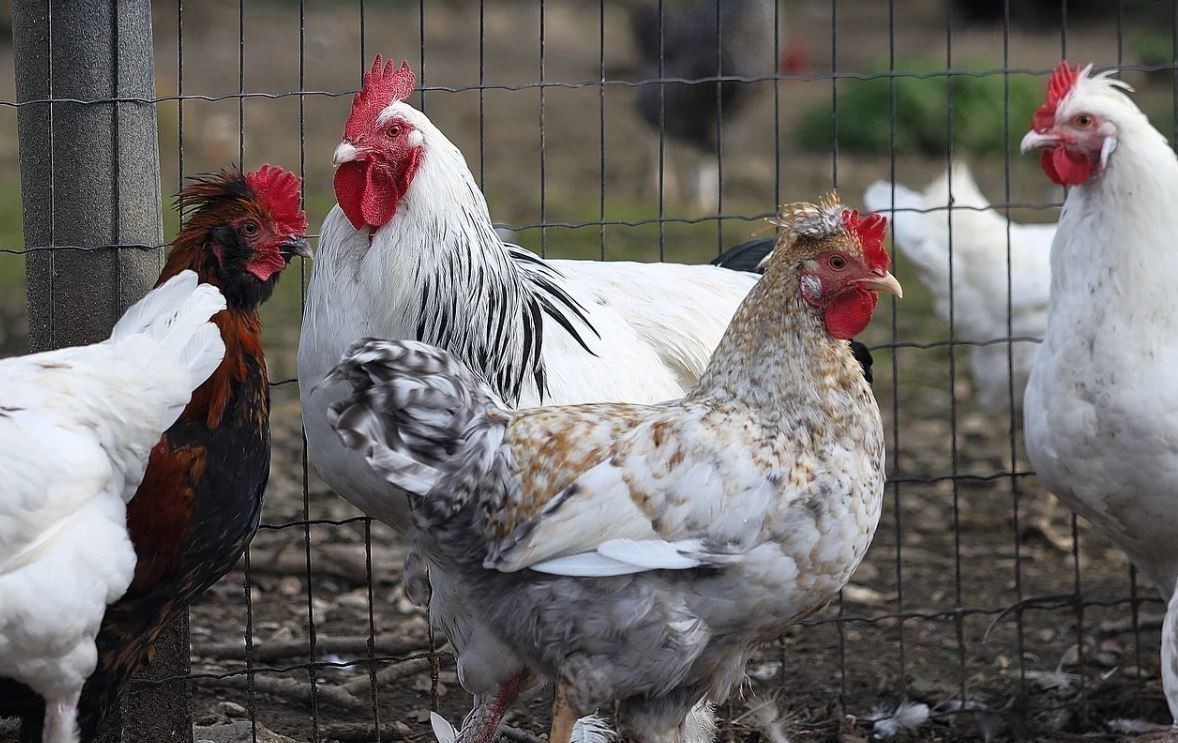 Grippe aviaire : Le premier cas de transmission à l’humain détecté, selon la Russie