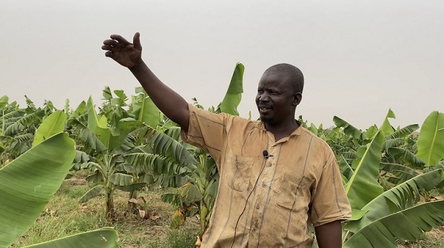 Agriculture : La banane,  plus rentable que le riz, selon le producteur Hamado Dabré