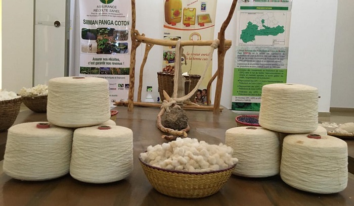 Campagne cotonnière 2020-2021 : Le coton conventionnel a connu une augmentation de 7% et le coton biologique 13%
