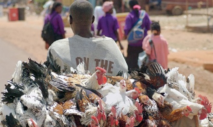 Vente occasionnelle de volailles et petits ruminants à Ouagadougou : La solution inclusive et durable des Urbanistes