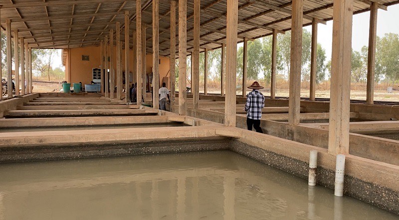 Centre d’élevage piscicole de Bagré : 2021 ou l’année de la relance