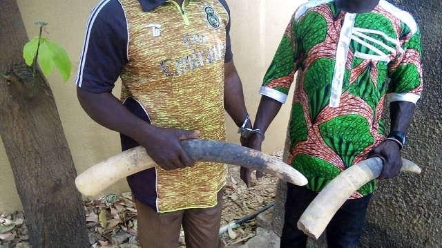 Burkina Faso : Trois trafiquants d’ivoire  condamnés à des peines de prison ferme