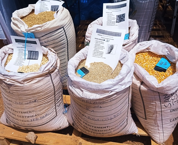 Journées promotionnelles des semences améliorées : La sécurité alimentaire au Burkina Faso, l’enjeu de la 2e édition