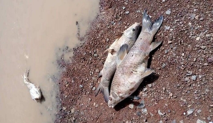 Fleuve Mouhoun : La pollution au cyanure n’est pas la cause de la mort des poissons, rassure le ministère de l’Eau