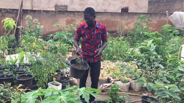 Burkina : Bangane Bomboma, le pépiniériste passionné de plantes médicinales