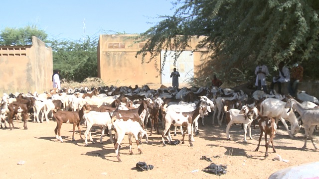 Dori : Une soixantaine de personnes vulnérables bénéficient de caprins et ovins 