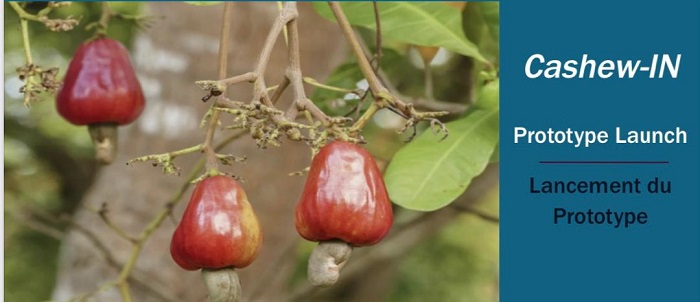 Cashew-IN : Une nouvelle plateforme pour promouvoir le secteur de la noix de cajou en Afrique de l’Ouest 