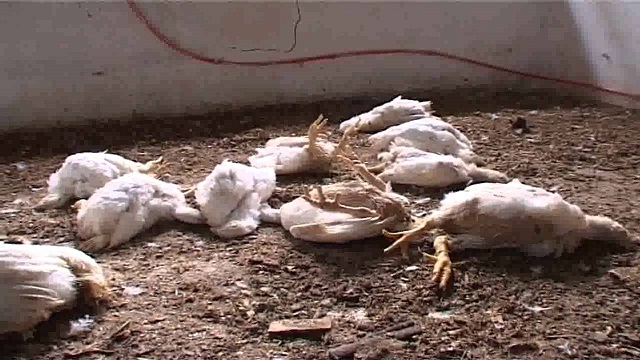 Burkina : Apparition de la grippe aviaire