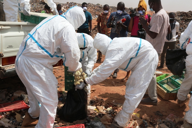 Grippe aviaire au Burkina : 5000 poussins importés enfouis à Ouagadougou