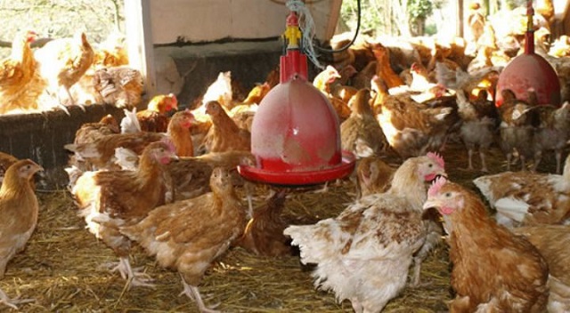 Grippe aviaire au Burkina : Les vendeurs de poulets, victimes éprouvées