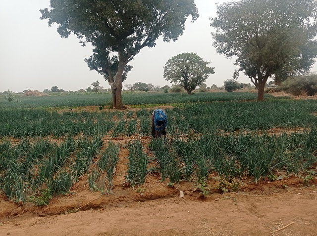 Burkina Faso : Les productions des bénéficiaires du projet NEER-TAMBA connaissent une évolution en quantité et en qualité
