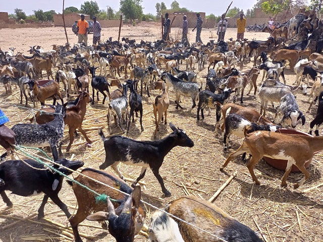 Elevage : L’Association Beoog-neere du Ganzourgou offre 320 chèvres à des producteurs 