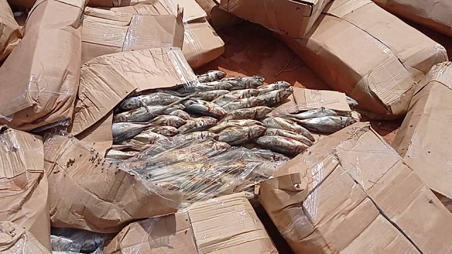 Bobo-Dioulasso : Plus de 1 600 cartons de poissons impropres à la consommation saisis et détruits