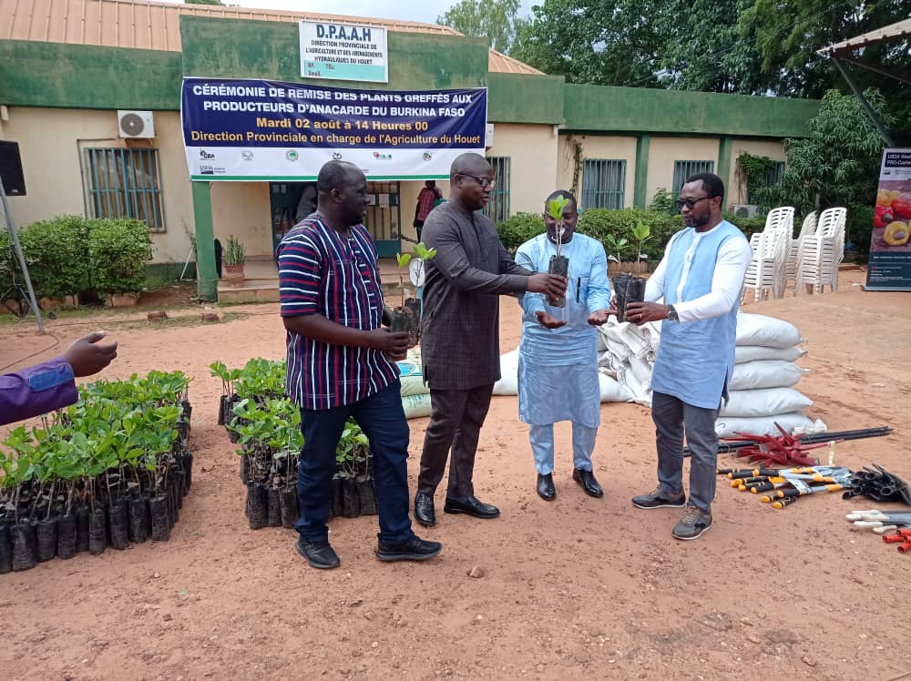 Filière anacarde au Burkina : Le projet PRO-Cashew offre 40 000 plants greffés à des producteurs