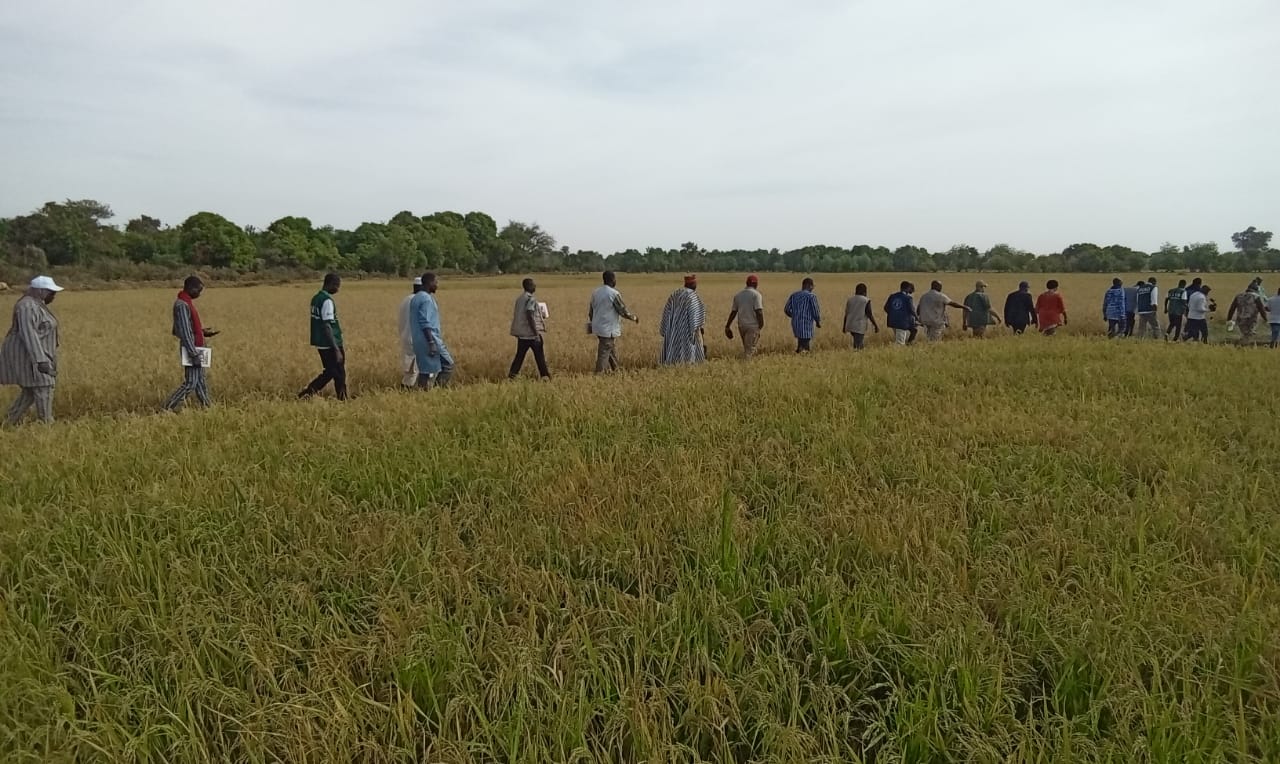Burkina/Centre-nord : La FAO et la Coopération belge sur la plaine de Louda, plus de 420 tonnes de riz attendues à la satisfaction des populations 
