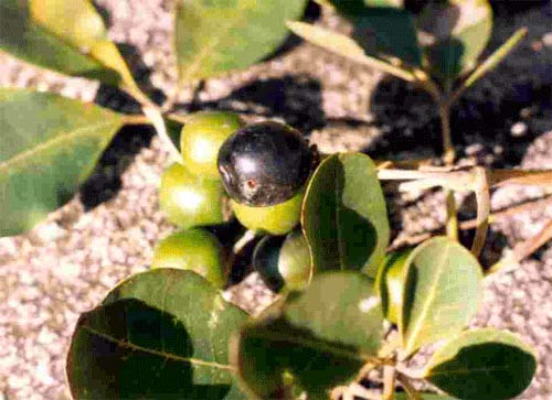 Vertus des plantes : Vitex doniana, est une tisane très commercialisée