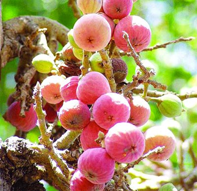 Vertus des plantes : Ficus sycomorus résiste à l’érosion