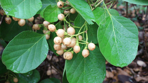 Vertus des plantes : Le Cordia myxa, un arbre aux propriétés médicinales multiples