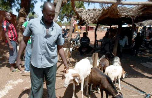 Tabaski 2012 : Des préparatifs timides à Dédougou