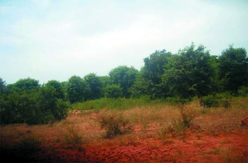 Sabcé au Burkina : Des hectares de forêts sacrifiées sur l’autel du métal précieux