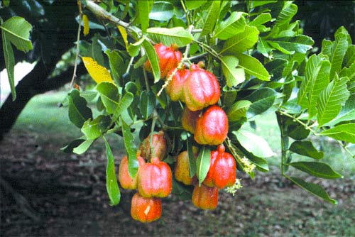« Vertus » des plantes : Blighia sapida, espèce dangereuse et mortelle quand elle n’est pas complètement mûre 