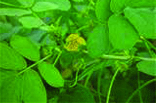 Vertus des plantes : Cassia Tora, est un aditif alimentaire