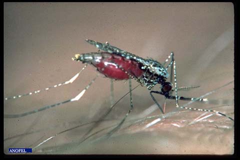 Journée mondiale de lutte contre le paludisme : 	Les recherches avancent sur un vaccin burkinabè