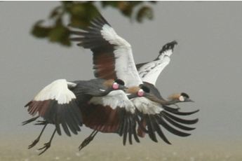 Message de NATURAMA à l’occasion de la journée mondiale des oiseaux migrateurs