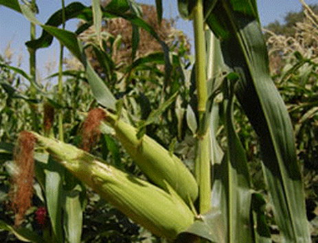 Campagne agricole de saison sèche 2013-2014 : Relever le défi faim zéro et réduire la pauvreté rurale  