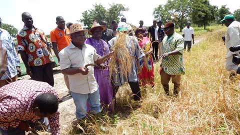 Projet riz fluvial : Le bas-fond rizicole de Bana (Dédougou) attend 80 tonnes sur une superficie de 20 hectares 