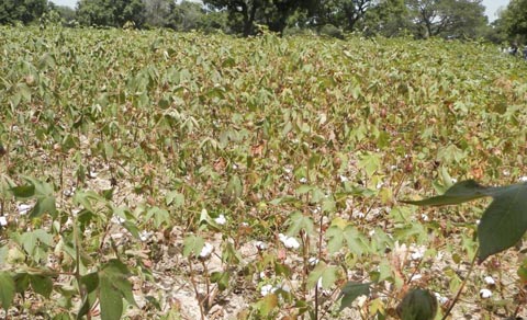 Coton génétiquement modifié : Des togolais émerveillés par l’expérience burkinabè