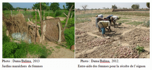Analyse des  contraintes liées à la production maraîchère des femmes à Gninga dans le Boulkiemdé