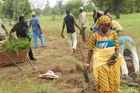 Orpaillage à Gombélédougou : Réduire les pertes végétales par le reboisement 