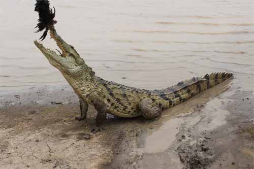 Tourisme au Faso : La mare aux crocodiles sacrés de Sabou 