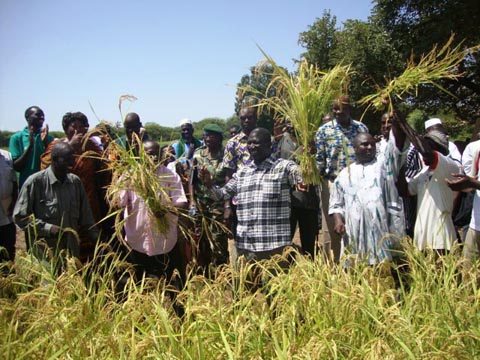 Suivi de la campagne agricole au Nord : Des producteurs modèles dans les bas-fonds rizicoles de Nongodoum et Koumbri  
