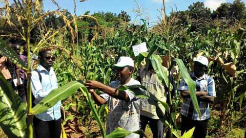 Projet maïs de l’UEMOA : Quand des chercheurs Burkinabè pourraient nourrir l’Afrique de l’ouest