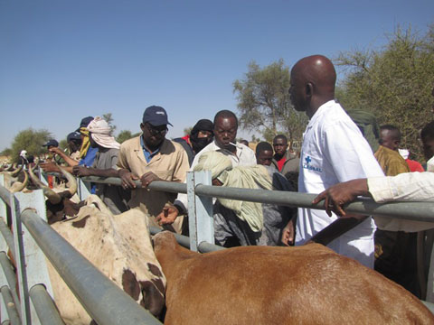 Santé animale : La Croix rouge soutient la vaccination et le déparasitage gratuits de 290 000 ruminants 