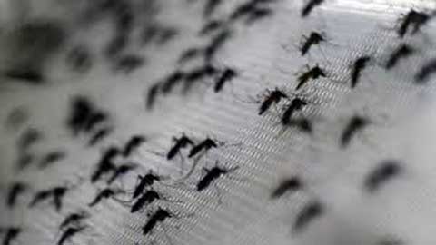 Maladie à virus Zika : Pas de cas au Burkina, mais prudence !