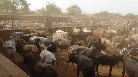 Marché international à bétail de Fada N’Gourma : Atout stratégique d’une région 