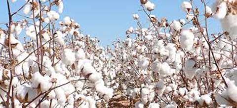 Coton génétiquement modifié : D’énormes enjeux pour une économie nationale fragile