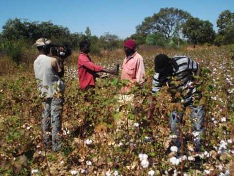 Parlons du 100% coton conventionnel au Burkina