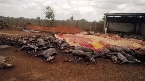 Abattage massif d’ânes : Les Yarsés interpellent le ministre des ressources animales