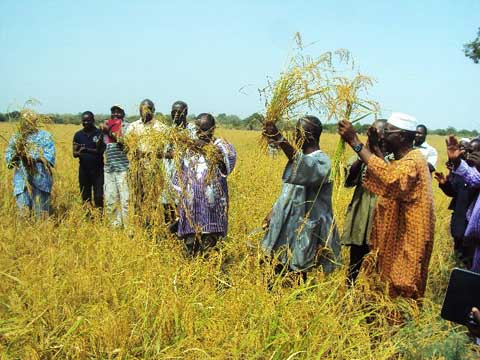 Suivi des activités agricoles 2016-2017 au Nord : La campagne de récolte du riz pluvial lancée à Namassa