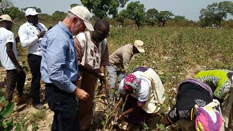 Le projet RECOLTE pour la production de semence de coton biologique  de qualité
