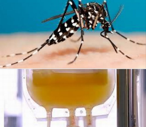 Epidémie de dengue : Le ministère de la santé répond à l’UPC