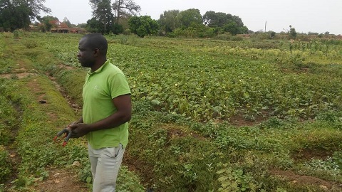 Culture de contre-saison à Fada N’Gourma : A la découverte du Groupement Yentema et son jardin, vieux de 36 ans