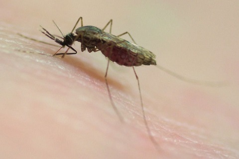 Ministère de la santé : Message sur la dengue et précautions à prendre