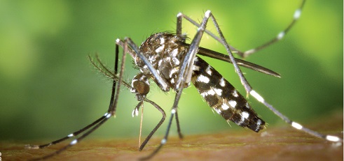 La dengue : Que faut-il en retenir ?