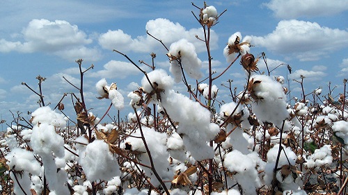 Polémique sur la culture du coton au Burkina : Les précisions de la SOFITEX